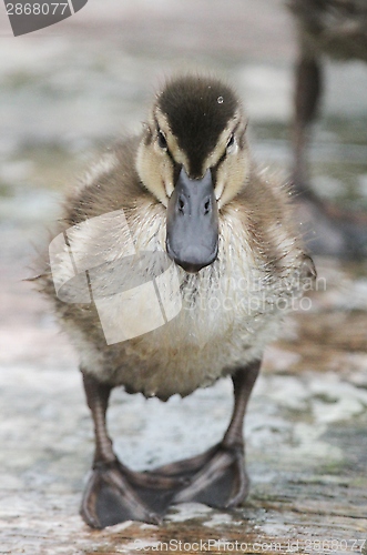 Image of Duckling