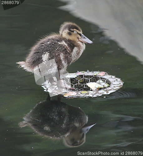 Image of Sleeping duckling