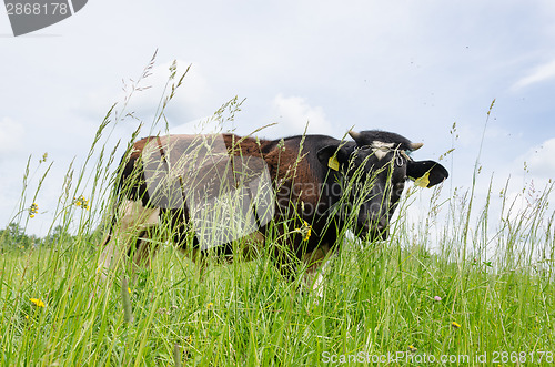 Image of bull graze in pasture high grass and gadfly insect 
