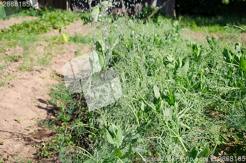 Image of large water drops falling on young peas in garden  