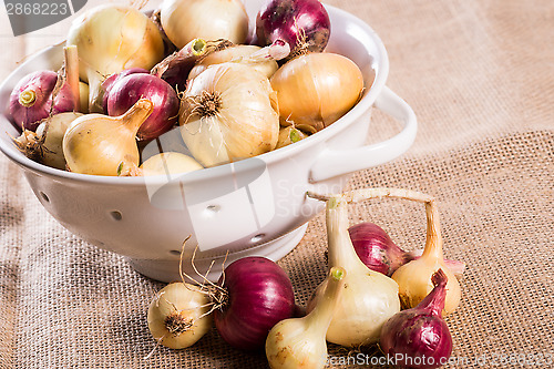 Image of Freshly harvested onions from the garden