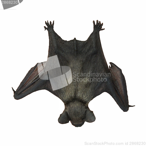 Image of Black Bat sleeping