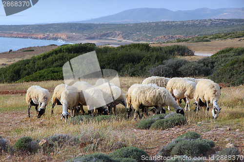 Image of Sheep in Cyprus
