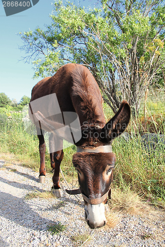 Image of Donkey in Crete