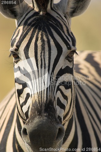 Image of Portrait of a zebra