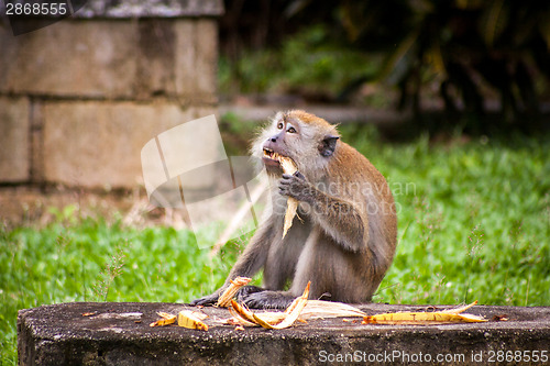 Image of Adult macaque monkey sitting eating fruit