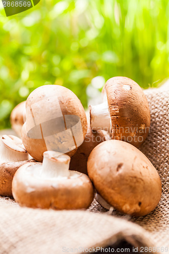 Image of Fresh brown Agaricus mushrooms