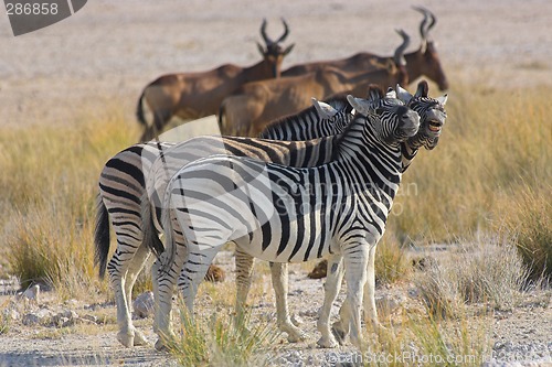 Image of Two zebras "talking" ot each other