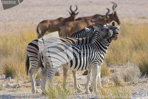 Image of Two zebras "talking" ot each other
