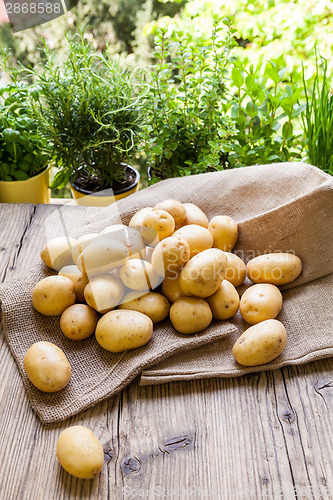 Image of Farm fresh  potatoes on a hessian sack