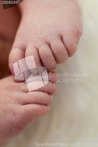 Image of Small baby lying in fur