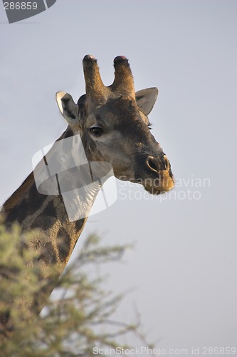 Image of Portrait of a giraffe