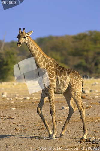 Image of Portrait of a giraffe