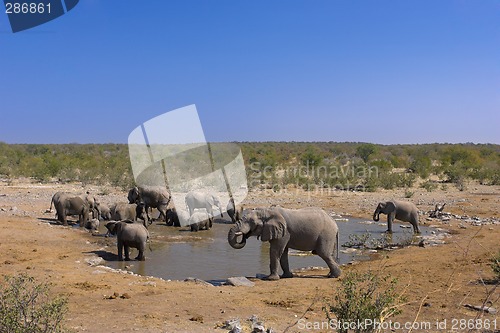 Image of Group of elephants