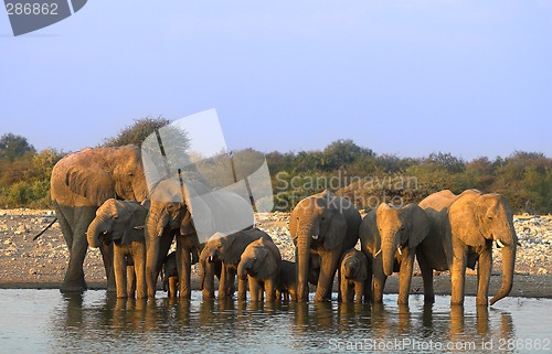 Image of Group of elephants