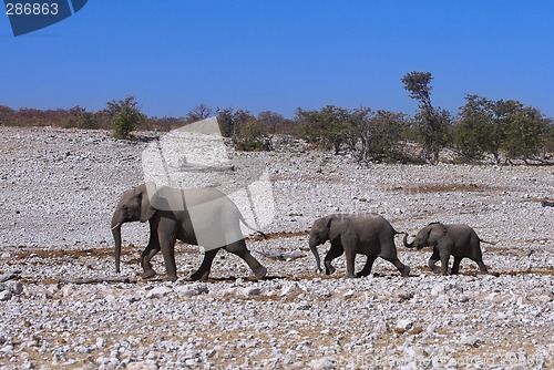 Image of Group of elephants