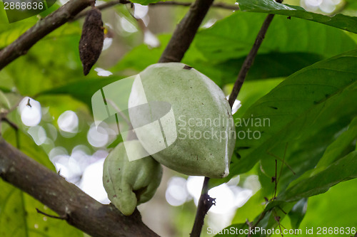 Image of fresh ripe fruit plant on tree exotic tropical