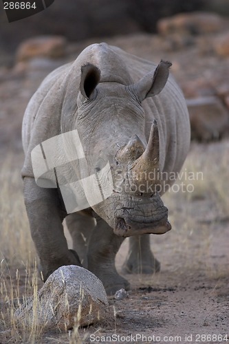 Image of Portrait of a white rhinoceros