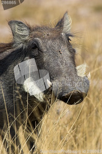 Image of Portrait of a warthog
