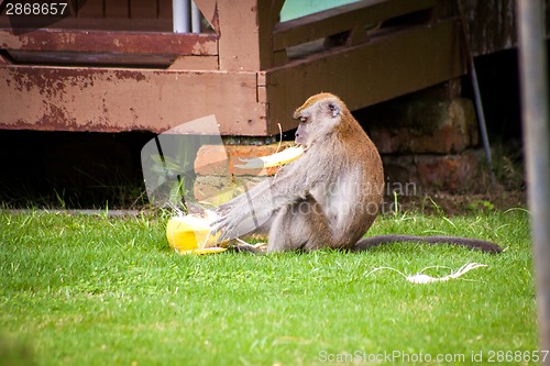 Image of Adult macaque monkey sitting eating fruit