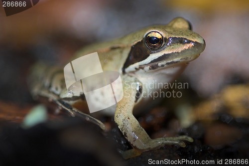 Image of Frog