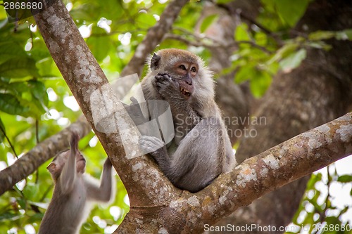 Image of Adult macaque monkey sitting eating fruit