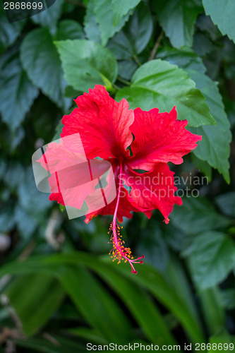 Image of Quiet village lane with lush vegetation in Bali