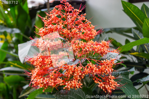 Image of beautiful exotic tropical fower plant outside in summer 