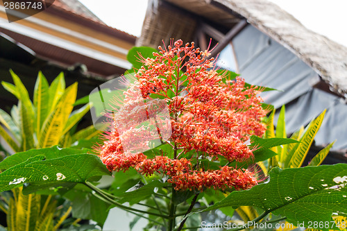 Image of beautiful exotic tropical fower plant outside in summer 