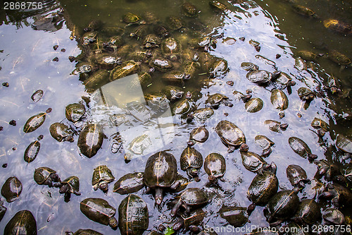 Image of Large group of terrapins in a shallow pond