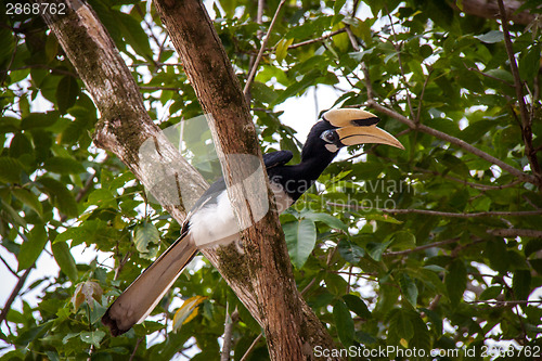 Image of Hornbill perched in a tree