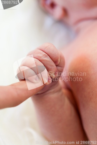 Image of Small baby lying in fur