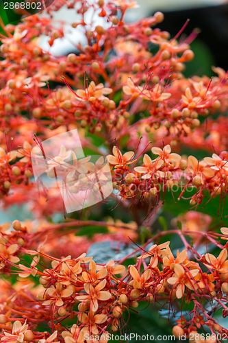 Image of beautiful exotic tropical fower plant outside in summer 