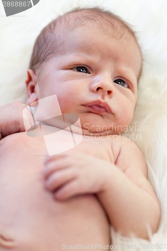 Image of Small baby lying in fur