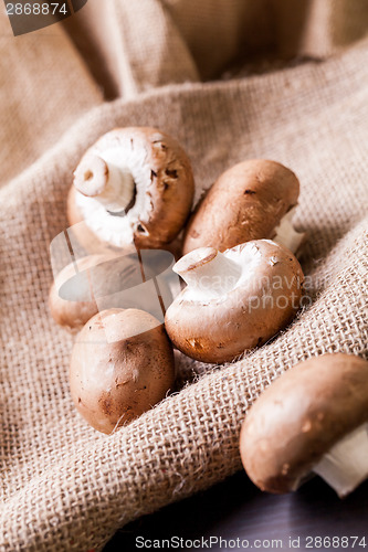 Image of Fresh brown Agaricus mushrooms