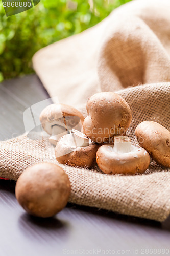 Image of Fresh brown Agaricus mushrooms