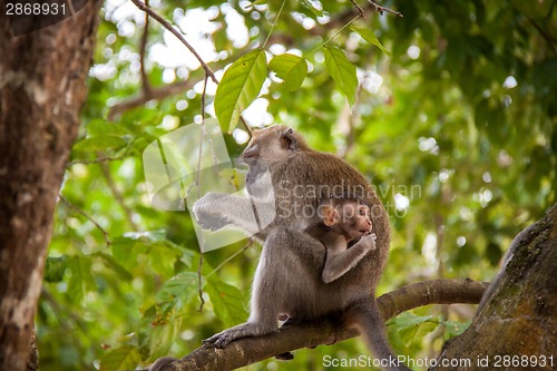 Image of Adult macaque monkey sitting eating fruit