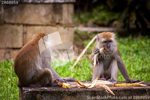 Image of Adult macaque monkey sitting eating fruit