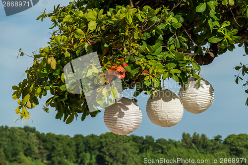 Image of Three paper lanterns hanging form a tree