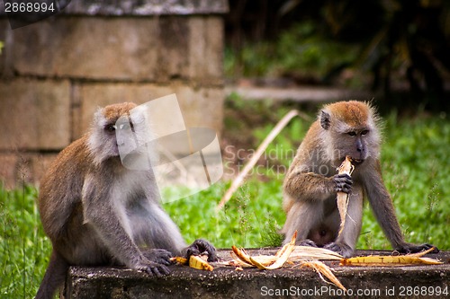 Image of Adult macaque monkey sitting eating fruit