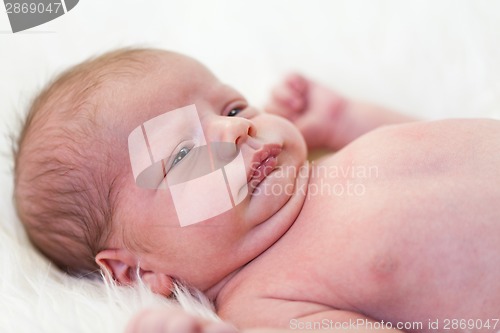 Image of Small baby lying in fur