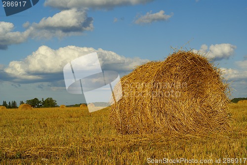 Image of Hay landscape