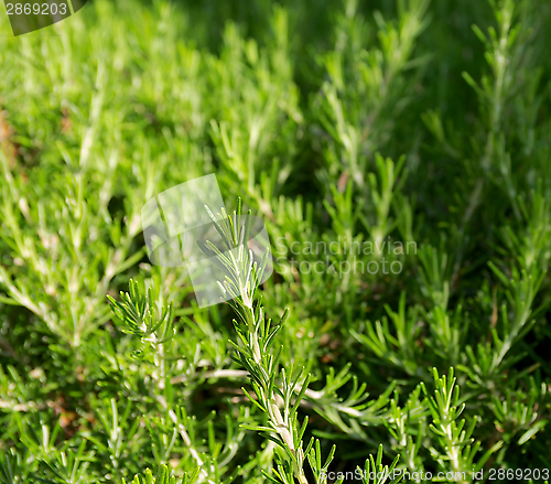 Image of Fresh Rosemary