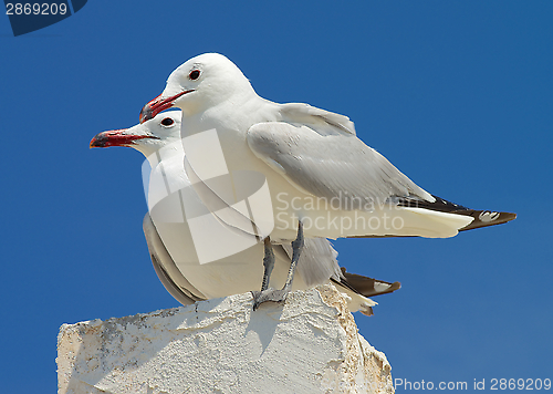 Image of Two Seagulls