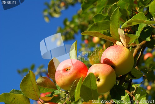 Image of Red apples on blue sky