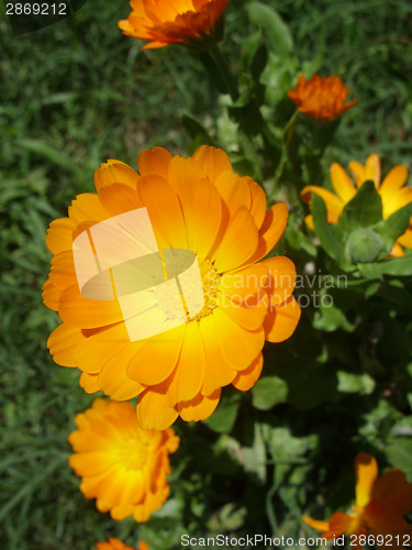Image of Marigold - Health from nature