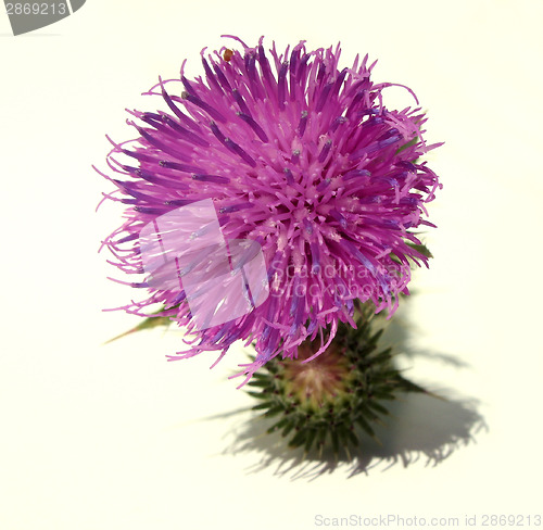 Image of Thistle - Health from nature