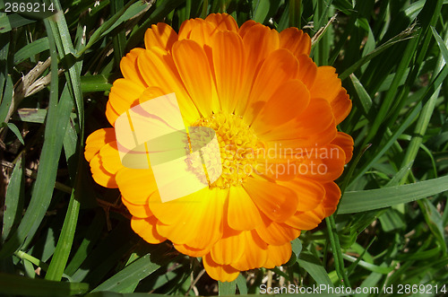 Image of Marigold - Health from nature