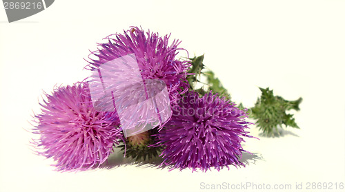 Image of Thistle - Health from nature