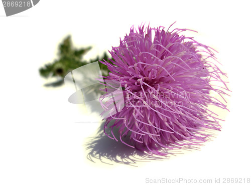 Image of Thistle - Health from nature